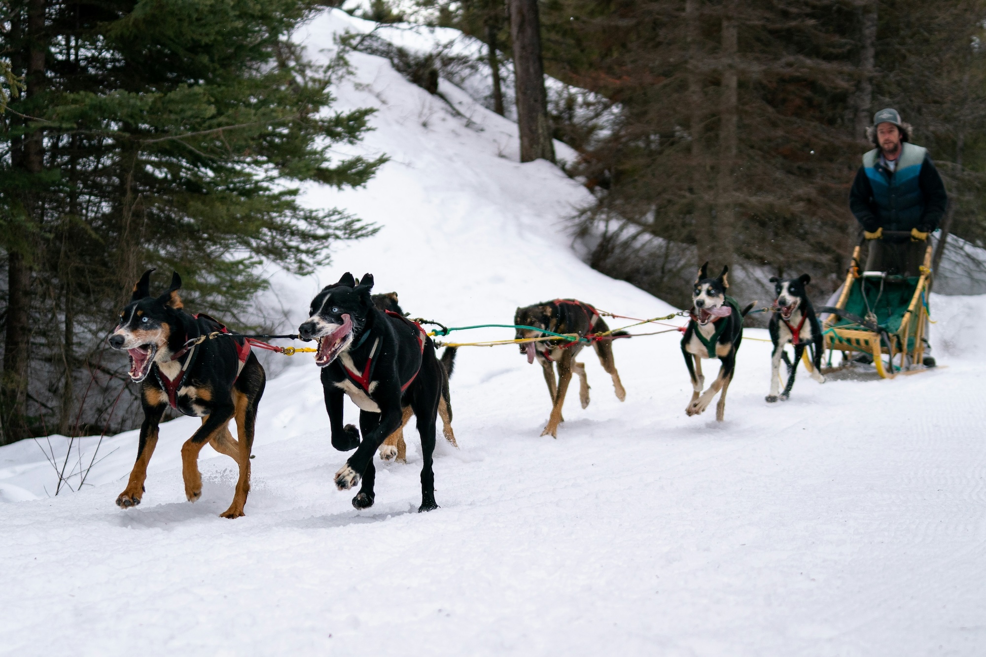 dog sledding in Whitefish, MT